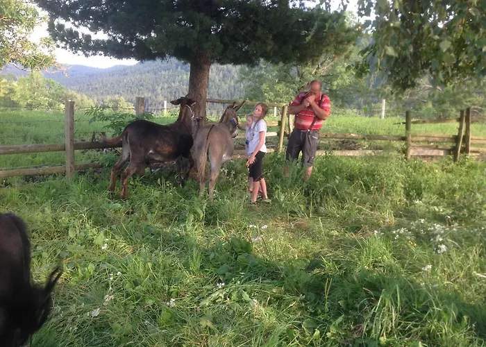 Kniebergerhof Farma *