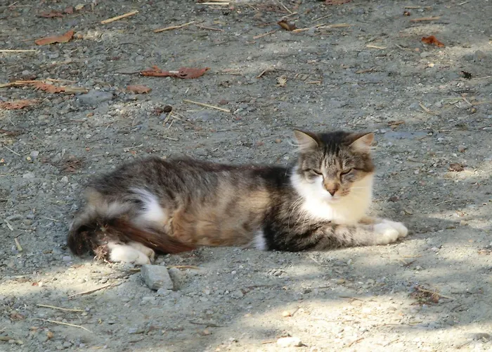 Farma Kniebergerhof Liebenfels