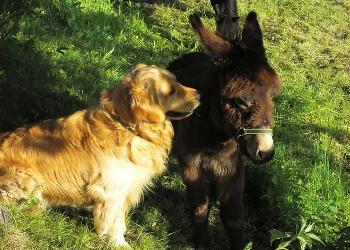 Farma Kniebergerhof Liebenfels